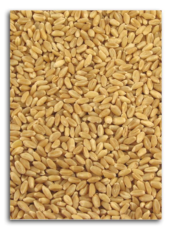 Azure Farm Hard White Wheat Berries Organic - 50 lbs.