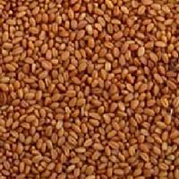 Azure Farm Camelina Seed  Organic - 25 lbs.